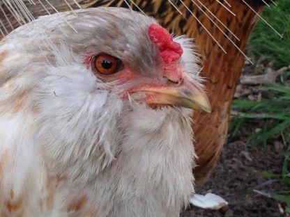 Head Shot Easter Egger Hen Chicken