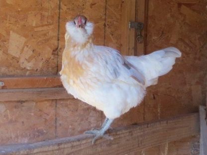 Easter Egger Hen Chicken