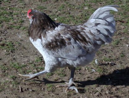 Easter Egger Rooster Chicken