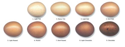 Egg Color Chart Black Copper Marans are #3 to #8