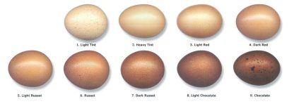 Egg Color Chart