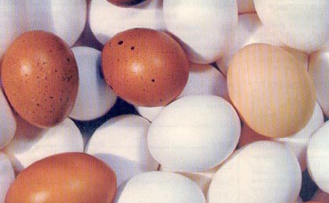 Welsummer chicken's lay a darker brown egg. Photo shows 3 Welsummer eggs compared to a regular brown egg and white eggs.