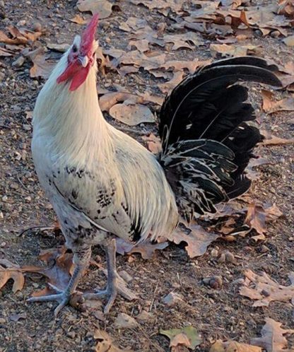 Egyptian Fayoumis Chicken