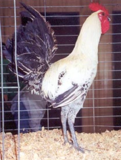 Egyptian Fayoumis Chicken