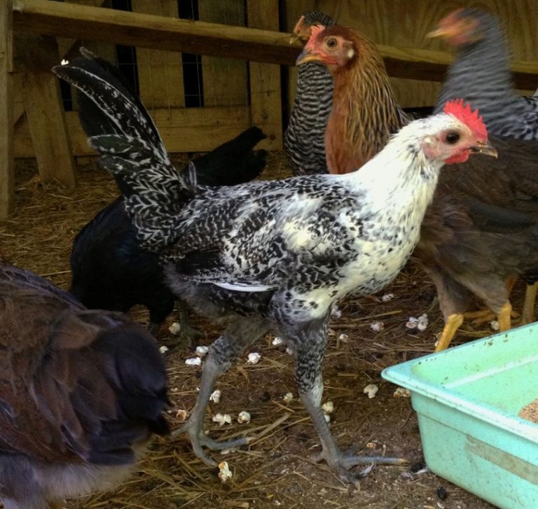 Egyptian Fayoumis Chickens Day Old Chicks Fowl Cackle Hatchery®