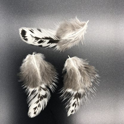 Egyptian Fayoumis Feathers