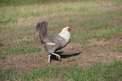 Egyptian Fayoumis Chicken Rooster