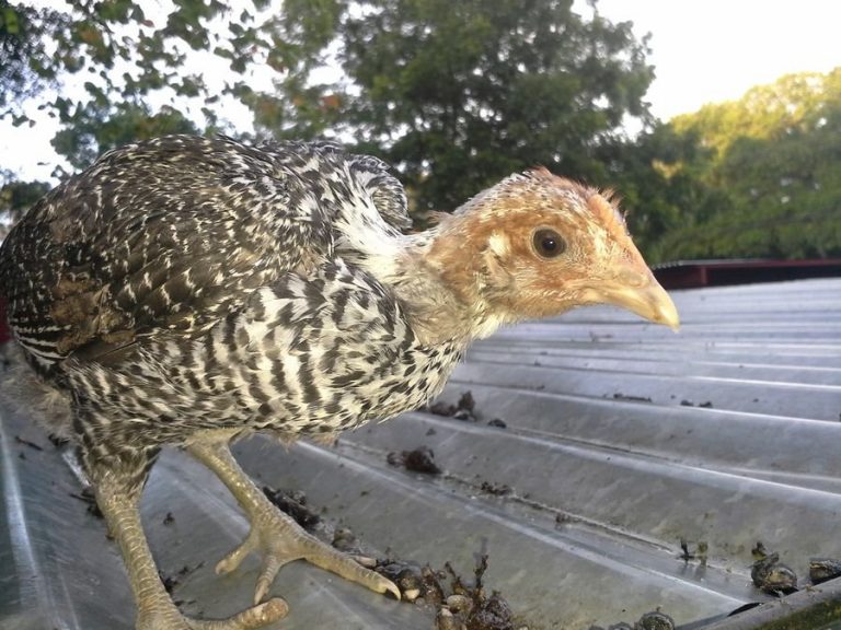 Egyptian Fayoumis Chicken