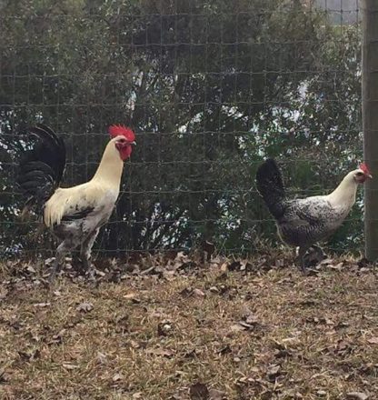 Egyptian Fayoumis Chickens for Sale