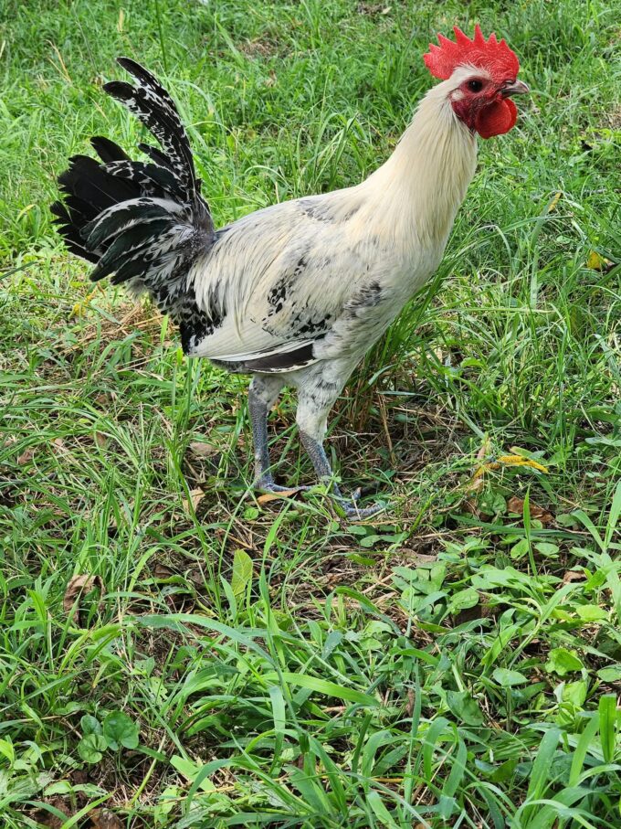 Egyptian Fayoumis Chicken - Image 28