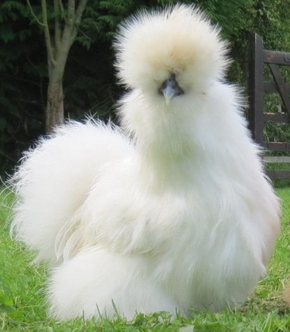 White Silkie Bantam