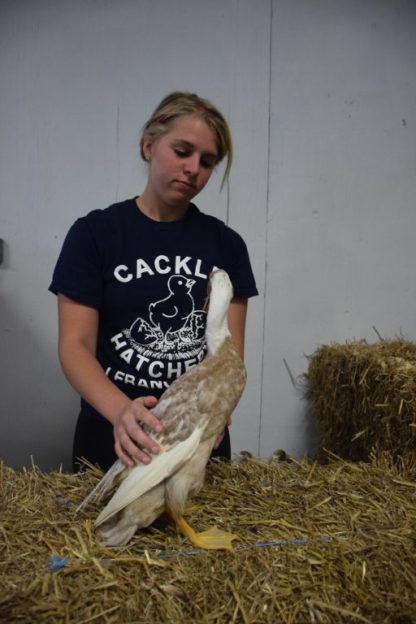 Fawn and White Runner Duck