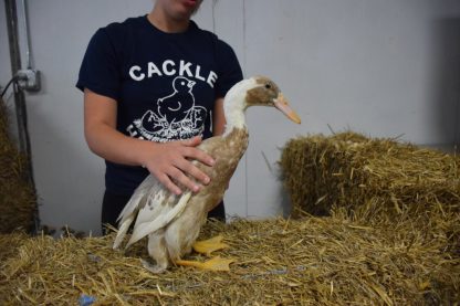 Fawn and White Runner Duck