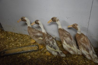 Fawn and White Runner Ducks