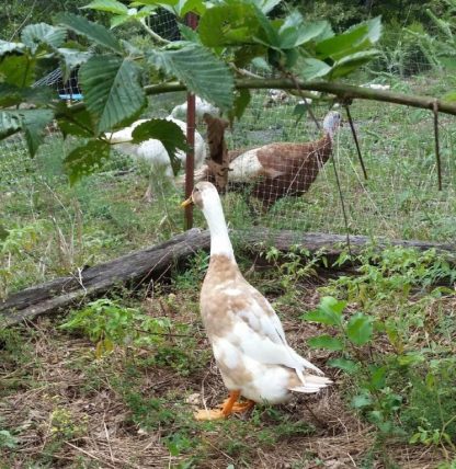 Fawn and White Runner Ducks