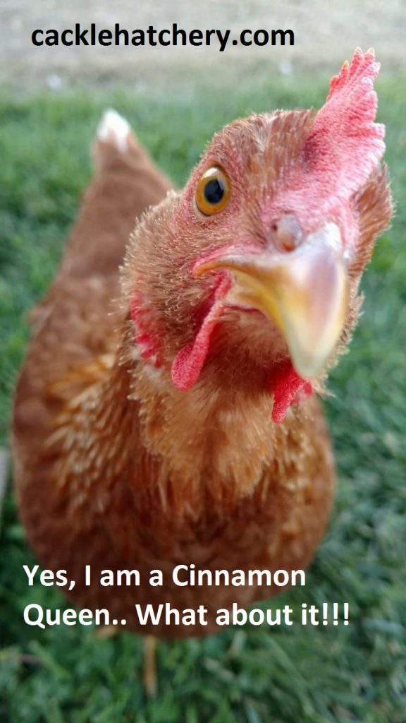 Cinnamon Queen™ Chickens Baby Chicks for Sale Cackle Hatchery®