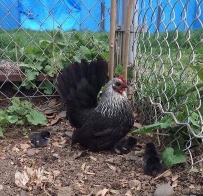 Gray Japanese Bantam