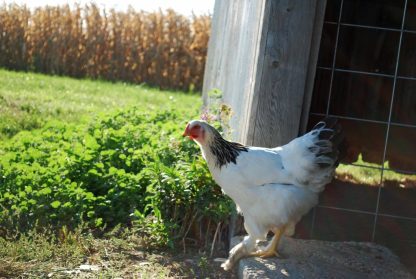 Cackle Hatchery®®; Light Brahma Pullet- Photo credit to Kelly Marshall, Missouri