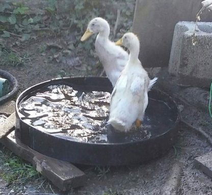 Fawn and White Runner Duck