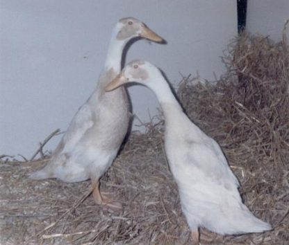 Fawn and White Runner Ducks