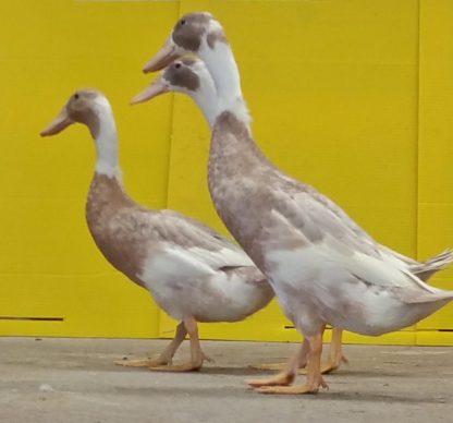 Fawn and White Runner Ducks