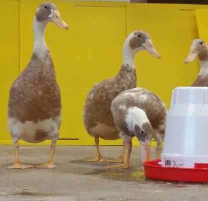 Fawn and White Runner Ducks