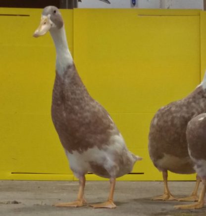 Fawn and White Runner Ducks