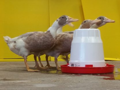 Fawn and White Runner Ducks