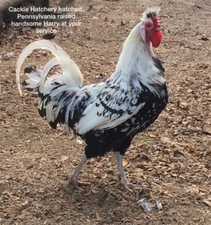 Silver Spangled Appenzeller Spitzhauben Chicken