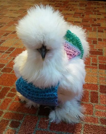 White Silkie Bantam