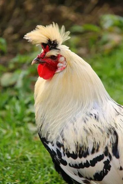 Silver Spangled Appenzeller Spitzhauben Chicken