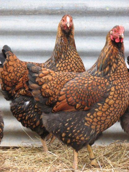 Black Laced Golden Wyandotte Chickens