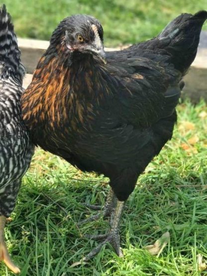 Black Sex Link Chicken