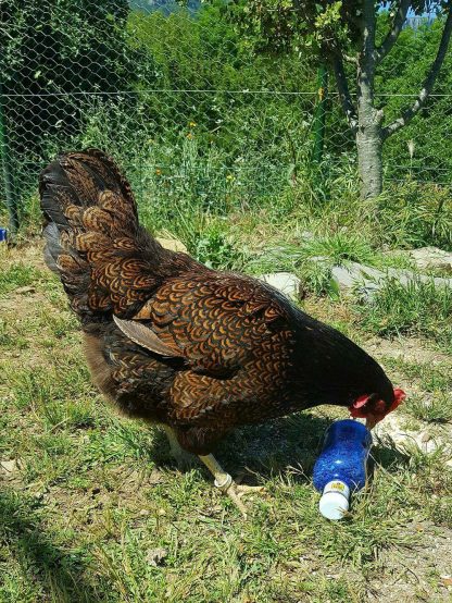 Barnevelder Chicken