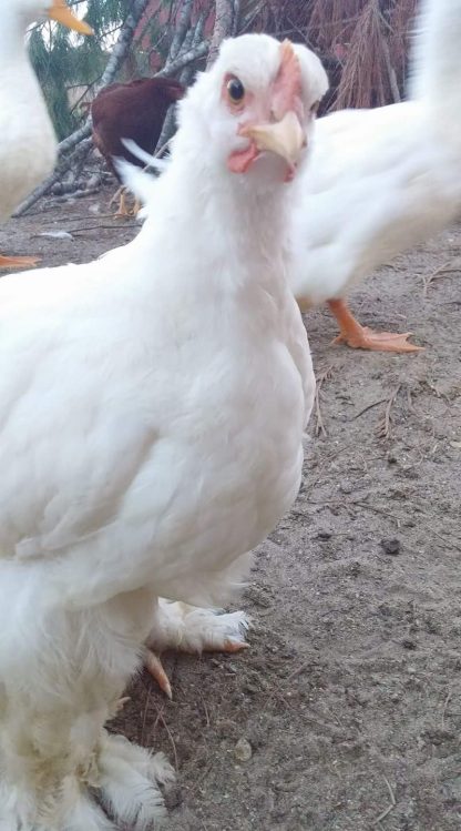 White Cochin Bantam Chicken