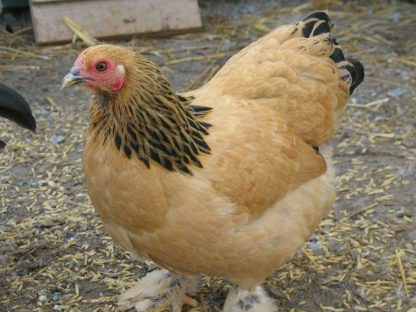 Buff Brahma Bantam Chicken