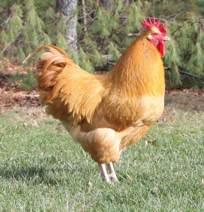 Buff Orpington chickens