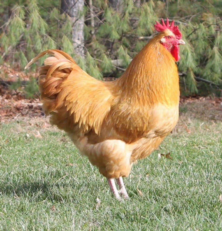 Buff Orpington chickens
