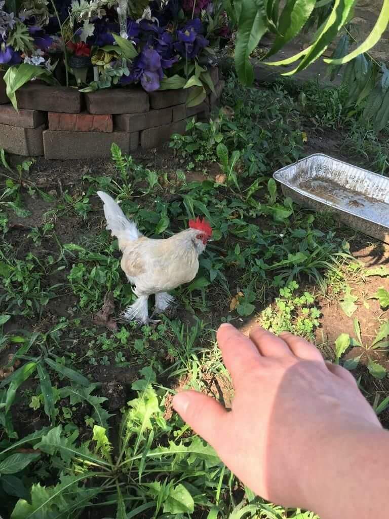 Porcelain D'uccle Bantam