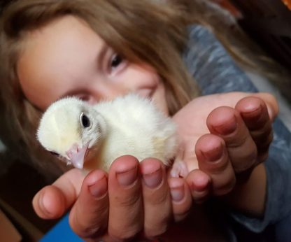 Royal Palm Turkey Poults