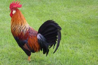 Brown Leghorn Chicken