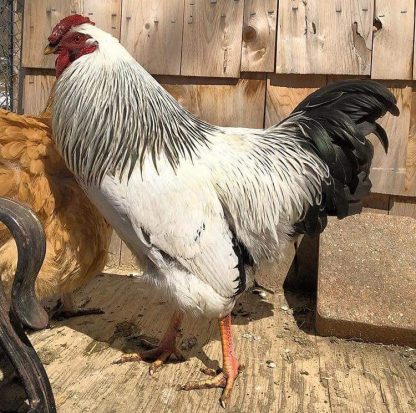 Columbian Wyandotte Chicken