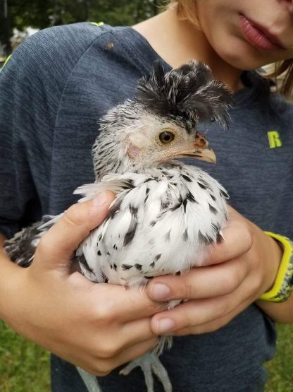 Silver Spangled Appenzeller Spitzhauben Chicken