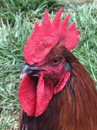 French Black Copper Marans Rooster