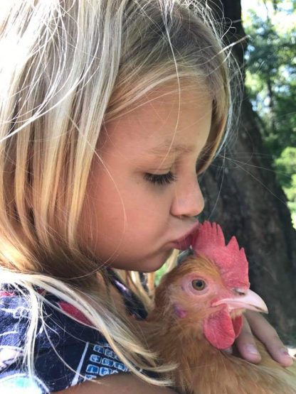 Buff Orpington chickens