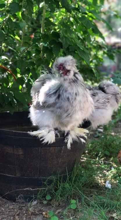 Splash Silkie Bantams