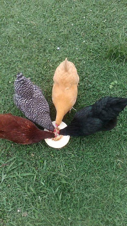 3 City/Town Pullet