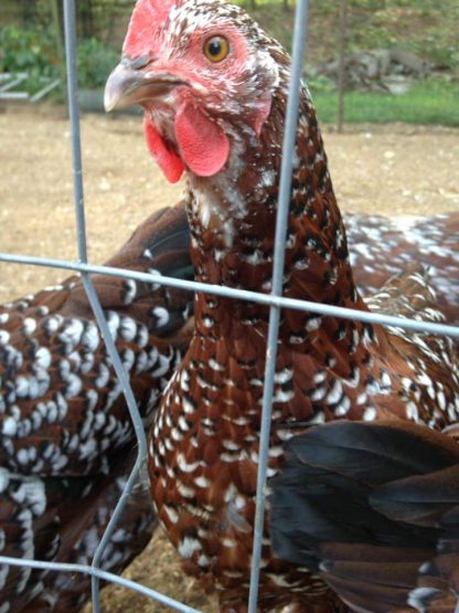 Speckled Sussex Chicken