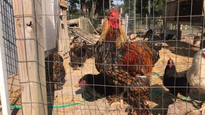 Golden Laced Cochin Chicken