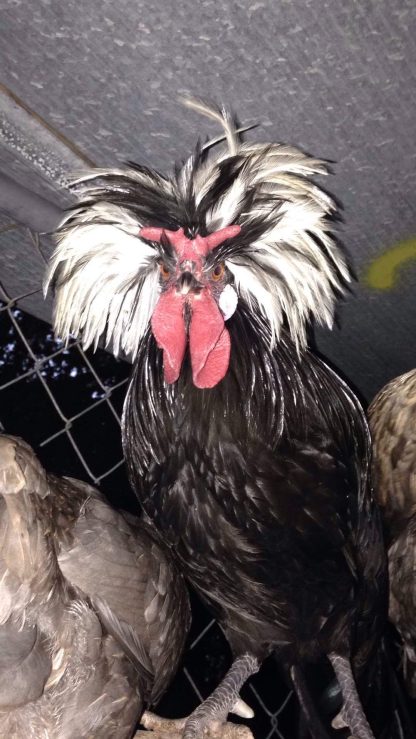 White Crested Black Polish Chicken